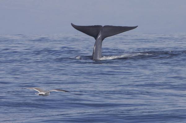 Хвостовой плавник синего кита фото (Balaenoptera musculus)