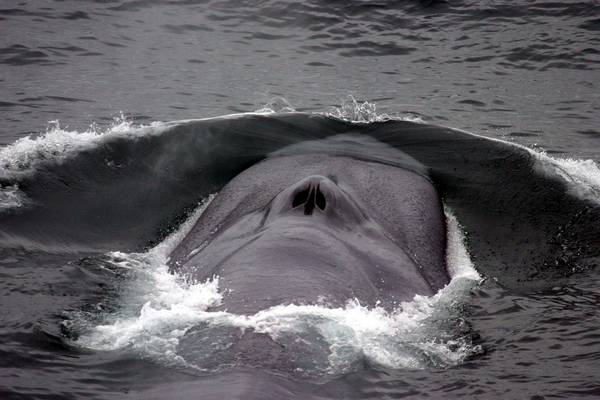 Дыхало синего кита фото (Balaenoptera musculus)