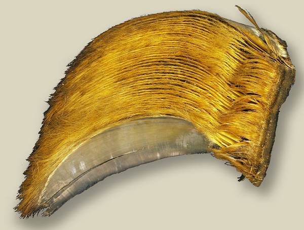 Китовый ус синего кита фото (Balaenoptera musculus)