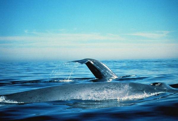 Синие киты фото (Balaenoptera musculus)