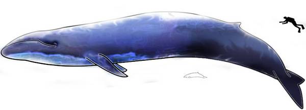 Синий кит в сравнении с человеком фото (Balaenoptera musculus)