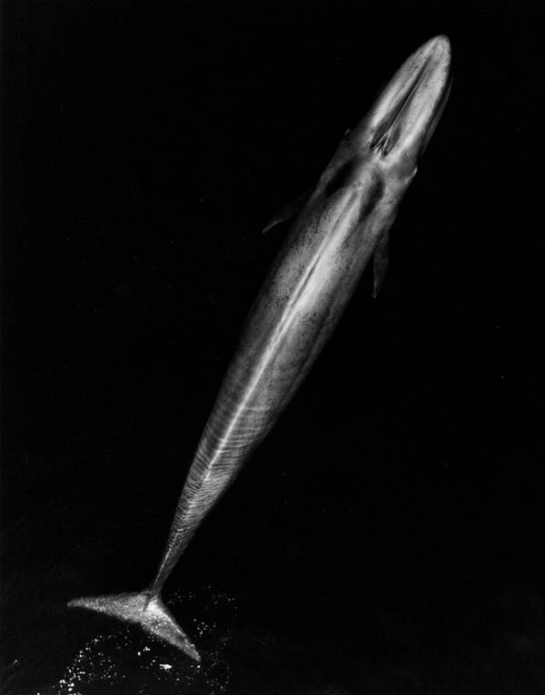 Синий кит вид сверху фото (Balaenoptera musculus)