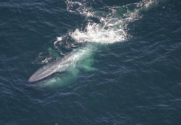 Синий кит выныривает из воды фото (Balaenoptera musculus)