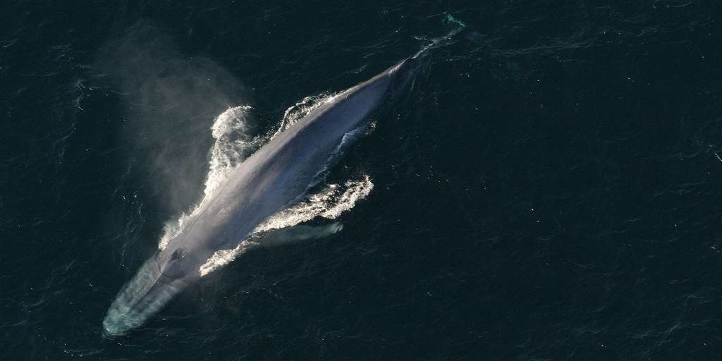 Синий кит фото (Balaenoptera musculus)