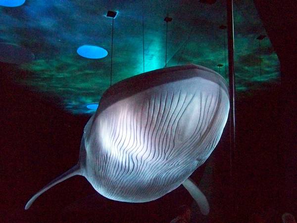 Складки на брюхе синего кита фото (Balaenoptera musculus)