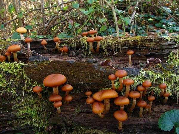 Ядовитый гриб галерина окаймленная в лесу фото (Galerina marginata)