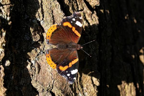 Бабочка адмирал на дереве фото (Vanessa atalanta)