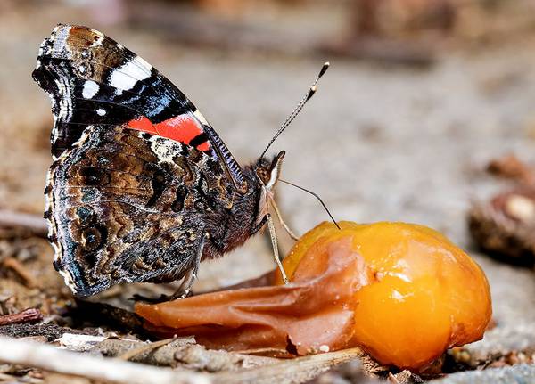 Бабочка адмирал на фруктах фото (Vanessa atalanta)