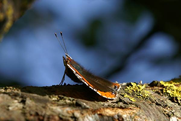 Бабочка красный адмирал на дереве фото (Vanessa atalanta)