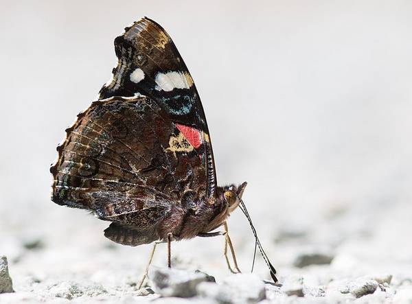 Конечности бабочки адмирал фото (Vanessa atalanta)