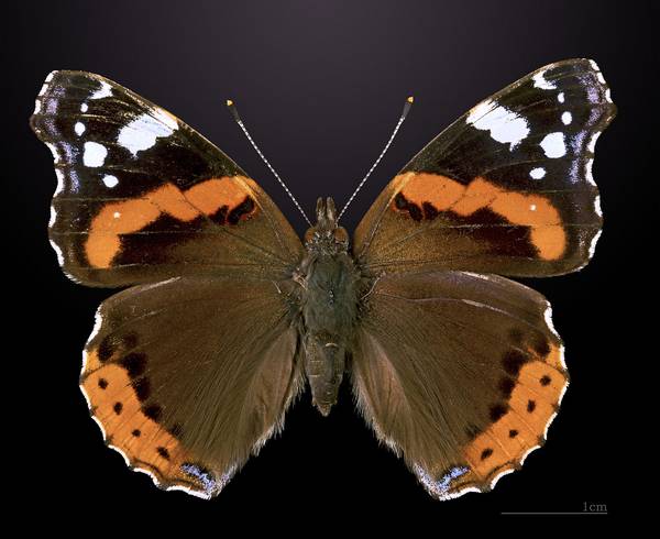 Крылья бабочки адмирал - вид сверху фото (Vanessa atalanta)