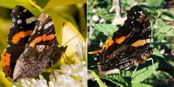 Чем отличается бабочка адмирал (Vanessa atalanta) от Antanartia borbonica фото