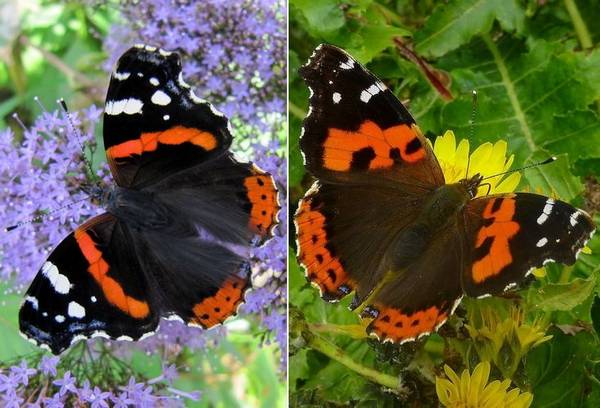 Чем отличается бабочка адмирал (Vanessa atalanta) от Vanessa vulcania фото