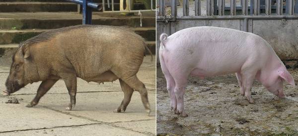 Чем отличается кабан (Sus scrofa) от домашней свиньи (Sus domesticus) фото